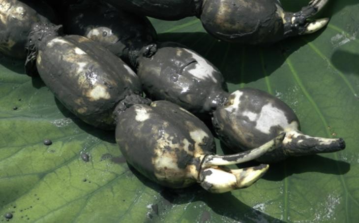 【佐賀のごほうび定期預金】選べる特典紹介Vol.33